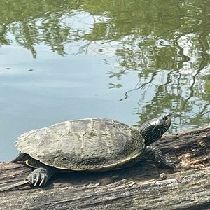 Meet your Posher, XiXi